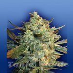 FLYING DUTCHMEN - Power Skunk