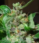 FEMALE SEEDS - Black Sugar