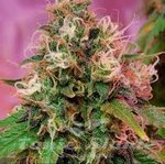 CBD CREW - CBD OG Kush