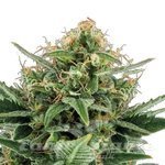 ! Jack Herer Auto