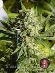 SERIOUS SEEDS - Double Dutch