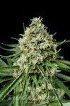 DINAFEM - Critical + 2.0