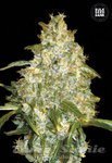 BULK SEED BANK - Auto Good Wild Shark