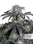 DUTCH PASSION - Bubba Island Kush ®