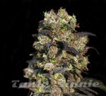 Biological Seeds - Pink Doctor CBD