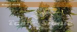 ELITE SEEDS - Bestial Skunk
