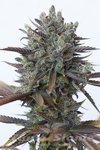 DINAFEM - Purple Orange CBD