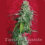 REGGAE SEEDS - Juanita La Lagrimosa