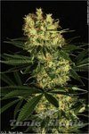 DUTCH PASSION - Ortega Indica