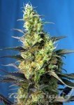 SWEET SEEDS - Ice Cool CBD