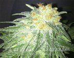 KAYA SPAIN QUALITY - Big Brother