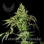 SENSI GENETICS - BigMazar Auto