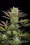 DINAFEM - Deep Cheese
