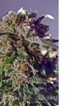 POSITRONICS - CBD + Black Widow