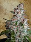 Ministry Of Cannabis - CBD STAR