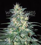 WORLD OF SEEDS - South African Kwazulu