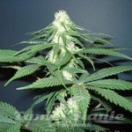 NIRVANA - Master Kush