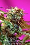 SWEET SEEDS - Wild Rose