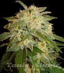 SOMA SEEDS - Kushadelic