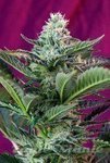 SWEET SEEDS - Moham Ram Auto