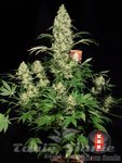 SERIOUS SEEDS - AK-47 100%