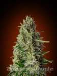 ADVANCED SEEDS - Kali 47