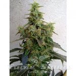 RESIN SEEDS - Dieseltonic