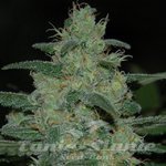 Original Sensible Seeds - Pure Kush