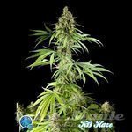 PHILOSOPHER SEEDS - K-13 Haze