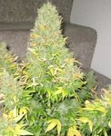 SEEDSMAN - Auto Onyx