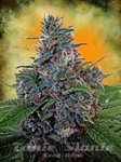 SEEDSMAN - Blue Cush Fast Auto