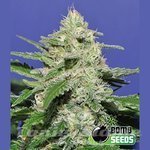BOMB SEEDS - Widow Bomb