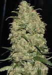 GREEN LABEL - Easy Skunk