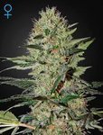GREEN HOUSE SEEDS - Exodus Cheese Auto