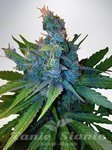 MINISTRY OF CANNABIS - Hay-Z