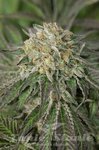 HUMBOLDT SEED - Amherst Sour Diesel