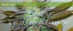 ELITE SEEDS - Black Hole