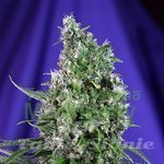 SWEET SEEDS - Sweet Trainwreck Auto