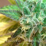 KANNABIA SEED - Flash Auto