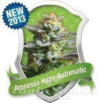 ROYAL QUEEN SEEDS - Amnesia Haze Auto