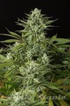 DINAFEM - Cheese CBD
