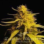 NIRVANA - Haze 1