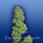 FLYING DUTCHMEN - Dame Blanche