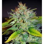 WORLD OF SEEDS - Skunk 47