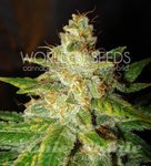 WORLD OF SEEDS - New York Special