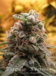 ADVANCED SEEDS - Top 69 Automatic
