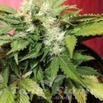 JOINT DOCTOR'S - Betty Boo