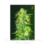 Victory Seeds - Auto Original Lemon Skunk