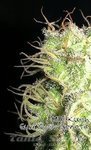 Biological Seeds - Kush Milk