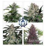 BUDDHA SEEDS - Assorted Auto